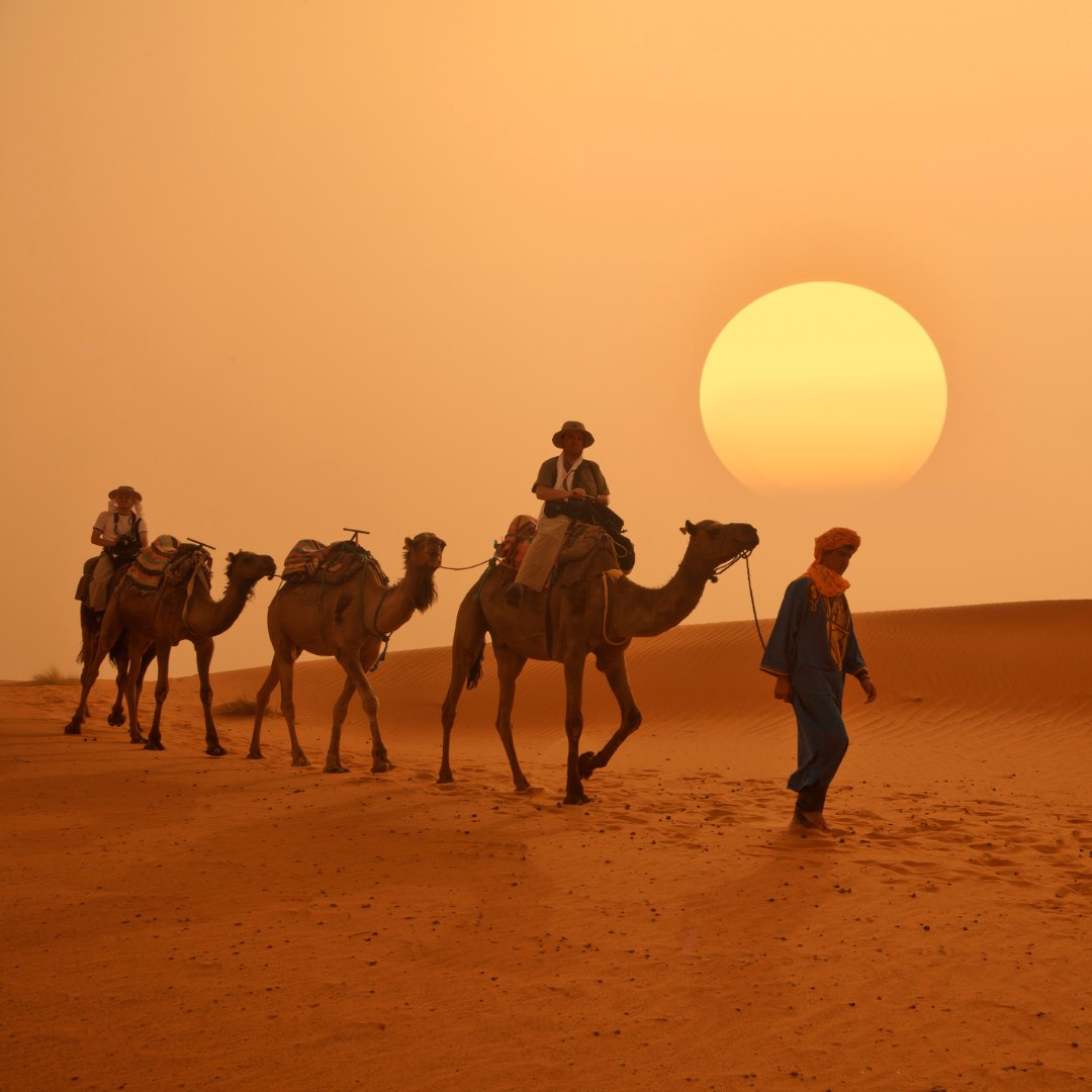 Cammelli nel deserto marocchino al tramonto